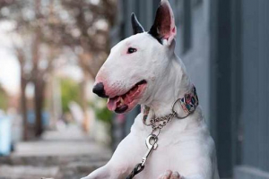 Bull terrier - plus i minusy rasy Bull terrier - plus i minusy rasy
